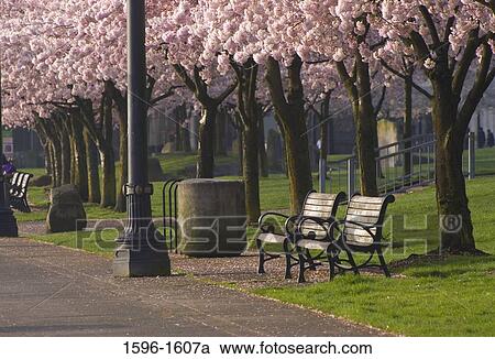 Cherry Blossom trees in a park, Tom McCall Waterfront Park, Portland, Oregon, USA View Large Photo Image Stock Image - Cherry Blossom trees in a park, Tom McCall Waterfront Park, Portland, Oregon, USA. Fotosearch