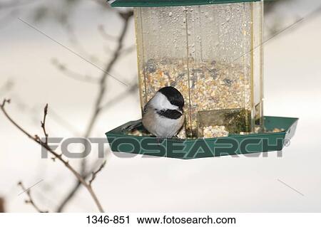 Stock Image - Chickadee on a bird feeder. Fotosearch