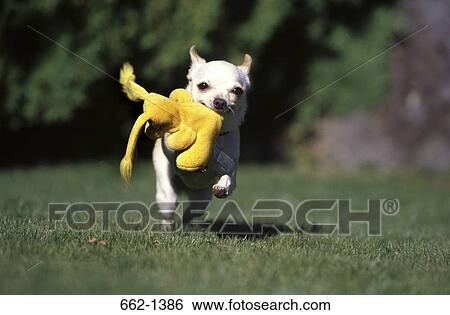 Chihuahua holding a toy in its mouth and running in a lawn View Large Photo Image Stock Photograph - Chihuahua holding a toy in its mouth and running in a lawn. Fotosearch