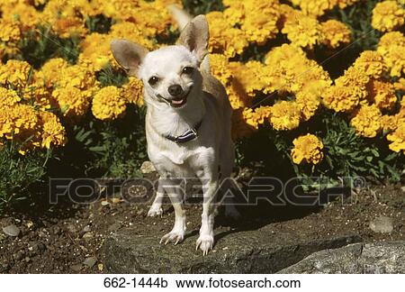 Chihuahua in a park View Large Photo Image Stock Image - Chihuahua in a park. Fotosearch