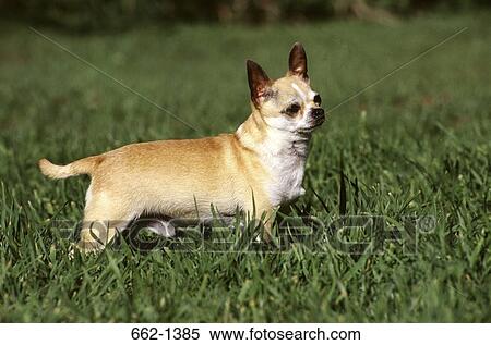 Chihuahua standing in a lawn View Large Photo Image Stock Photography - Chihuahua standing in a lawn. Fotosearch