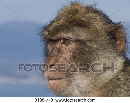 Close-up of a Barbary macaque (Macaca sylvanus), Gibraltar, Spain View Large Photo Image Stock Photo - Close-up of a Barbary macaque (Macaca sylvanus), Gibraltar, Spain. Fotosearch