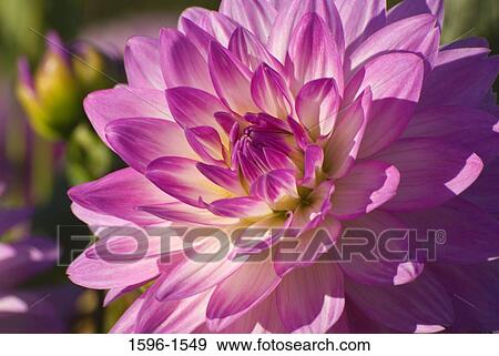 Close-up of a Bitsy Dahlia flower View Large Photo Image Stock Photo - Close-up of a Bitsy Dahlia flower. Fotosearch