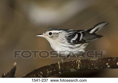 Close-up of a Black-And-White warbler (Mniotilta varia) perching on a branch View Large Photo Image Stock Photo - Close-up of a Black-And-White warbler (Mniotilta varia) perching on a branch. Fotosearch