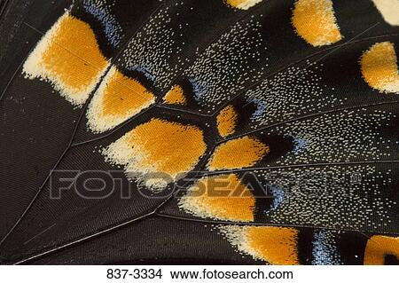 Picture - Close-up of a Black Swallowtail butterfly (Papilio polyxenes). Fotosearch
