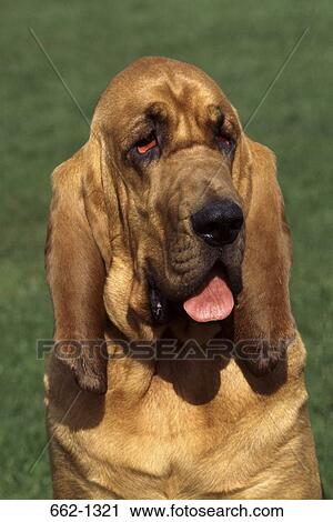 Close-up of a bloodhound View Large Photo Image Stock Image - Close-up of a bloodhound. Fotosearch