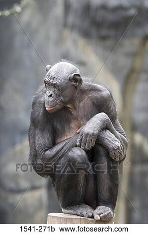 Close-up of a Bonobo (Pan paniscus) sitting on a tree stump View Large Photo Image Stock Image - Close-up of a Bonobo (Pan paniscus) sitting on a tree stump. Fotosearch