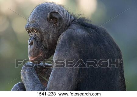 Close-up of a Bonobo (Pan paniscus) View Large Photo Image Stock Photo - Close-up of a Bonobo (Pan paniscus). Fotosearch