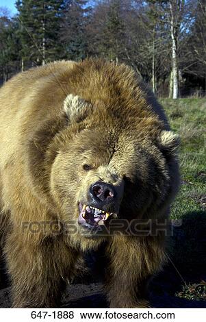 Close-up of a Brown bear (Ursus arctos) growling View Large Photo Image Stock Photo - Close-up of a Brown bear (Ursus arctos) growling. Fotosearch