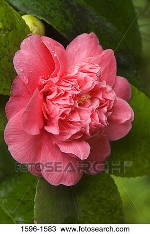Close-up of a Camellia flower View Large Photo Image Stock Image - Close-up of a Camellia flower. Fotosearch