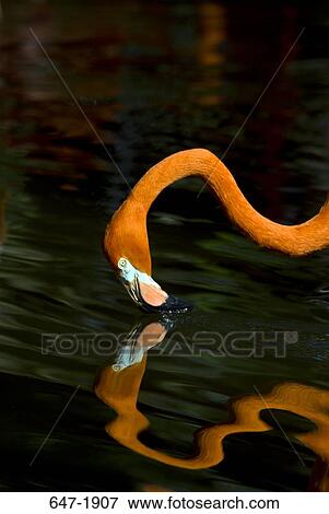Close-up of a Caribbean flamingo (Phoenicopterus ruber) View Large Photo Image Stock Photo - Close-up of a Caribbean flamingo (Phoenicopterus ruber). Fotosearch