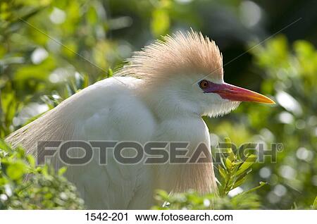 Close-up of a Cattle egret (Bubulcus ibis) in a forest View Large Photo Image Stock Image - Close-up of a Cattle egret (Bubulcus ibis) in a forest. Fotosearch