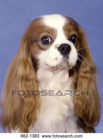 Close-up of a Cavalier King Charles Spaniel dog View Large Photo Image Stock Image - Close-up of a Cavalier King Charles Spaniel dog. Fotosearch