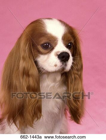 Close-up of a Cavalier King Charles Spaniel dog View Large Photo Image Stock Image - Close-up of a Cavalier King Charles Spaniel dog. Fotosearch