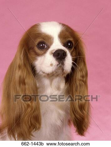 Close-up of a Cavalier King Charles Spaniel dog View Large Photo Image Stock Image - Close-up of a Cavalier King Charles Spaniel dog. Fotosearch