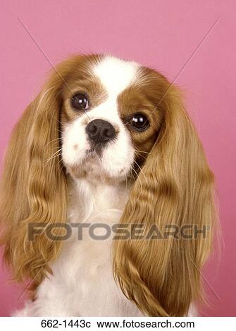 Close-up of a Cavalier King Charles Spaniel dog View Large Photo Image Stock Image - Close-up of a Cavalier King Charles Spaniel dog. Fotosearch