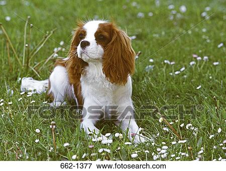 Close-up of a Cavalier King Charles Spaniel dog sitting in a lawn View Large Photo Image Stock Photo - Close-up of a Cavalier King Charles Spaniel dog sitting in a lawn. Fotosearch