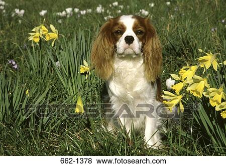 Close-up of a Cavalier King Charles Spaniel dog View Large Photo Image Stock Photo - Close-up of a Cavalier King Charles Spaniel dog. Fotosearch