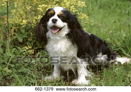 Close-up of a Cavalier King Charles Spaniel dog View Large Photo Image Stock Photo - Close-up of a Cavalier King Charles Spaniel dog. Fotosearch