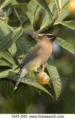 Close-up of a Cedar waxwing (Bombycilla cedrorum) perching on a Loquat tree View Large Photo Image Stock Image - Close-up of a Cedar waxwing (Bombycilla cedrorum) perching on a Loquat tree. Fotosearch