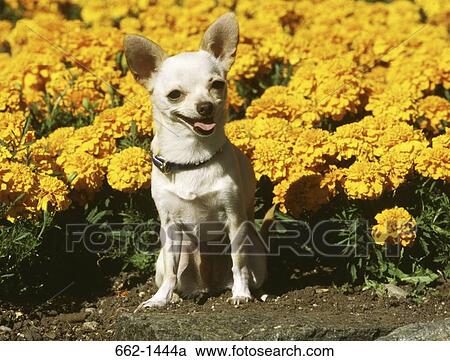 Stock Image - Close-up of a Chihuahua in a park. Fotosearch