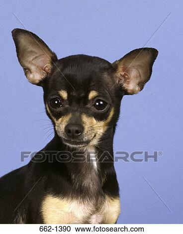 Close-up of a Chihuahua View Large Photo Image Stock Image - Close-up of a Chihuahua. Fotosearch