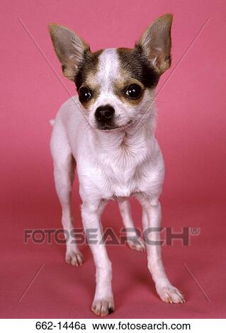 Close-up of a Chihuahua View Large Photo Image Stock Image - Close-up of a Chihuahua. Fotosearch
