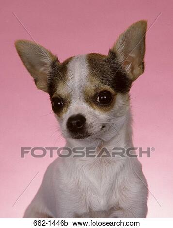Close-up of a Chihuahua View Large Photo Image Stock Image - Close-up of a Chihuahua. Fotosearch