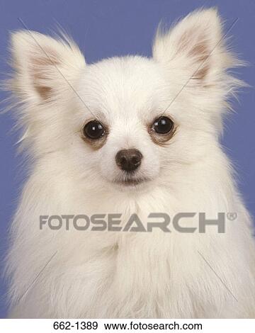 Close-up of a Chihuahua View Large Photo Image Stock Photo - Close-up of a Chihuahua. Fotosearch