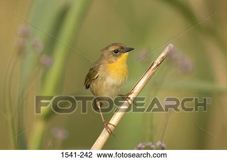 Close-up of a Common yellowthroat (Geothlypis trichas) perching on a plant View Large Photo Image Stock Image - Close-up of a Common yellowthroat (Geothlypis trichas) perching on a plant. Fotosearch