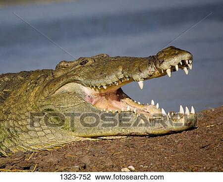 Close-up of a crocodile, Ethiopia View Large Photo Image Stock Image - Close-up of a crocodile, Ethiopia. Fotosearch