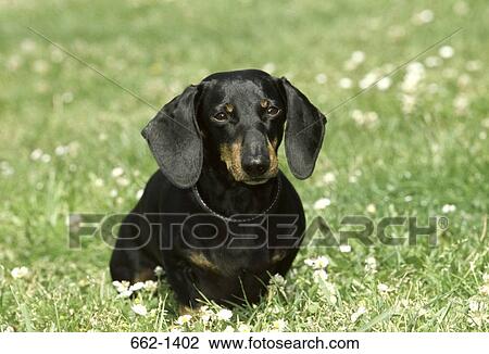Close-up of a Dachshund dog in a field View Large Photo Image Stock Image - Close-up of a Dachshund dog in a field. Fotosearch