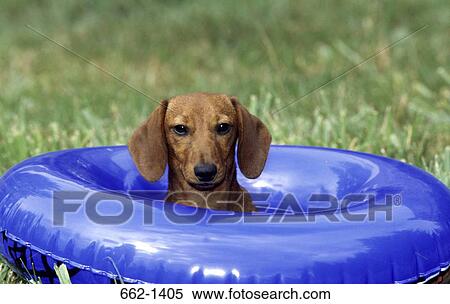 Close-up of a Dachshund dog in an inflatable ring View Large Photo Image Stock Photography - Close-up of a Dachshund dog in an inflatable ring. Fotosearch