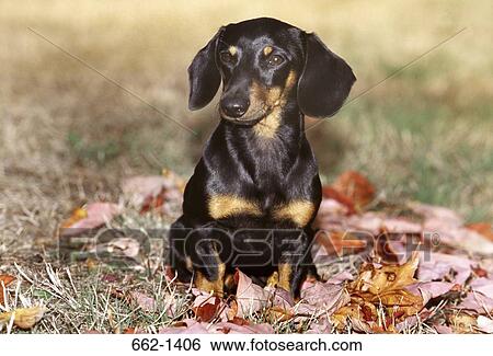 Close-up of a Dachshund dog sitting in a field View Large Photo Image Stock Photograph - Close-up of a Dachshund dog sitting in a field. Fotosearch