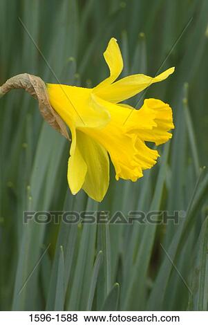 Close-up of a Daffodil flower View Large Photo Image Stock Photo - Close-up of a Daffodil flower. Fotosearch