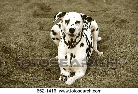 Close-up of a Dalmatian sitting in a field View Large Photo Image Stock Photograph - Close-up of a Dalmatian sitting in a field. Fotosearch