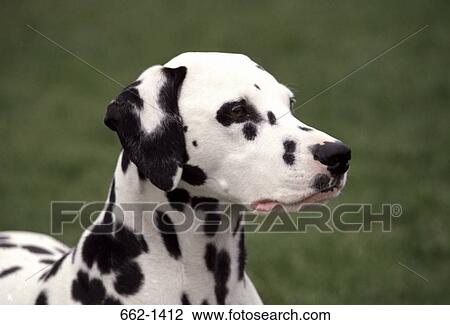 Close-up of a Dalmatian View Large Photo Image Stock Image - Close-up of a Dalmatian. Fotosearch