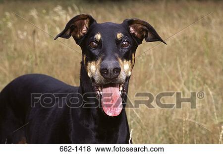 Close-up of a Doberman Pinscher View Large Photo Image Stock Photo - Close-up of a Doberman Pinscher. Fotosearch