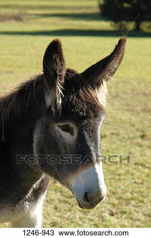 Close-up of a donkey View Large Photo Image Stock Image - Close-up of a donkey. Fotosearch