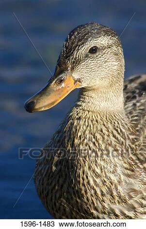 Close-up of a duck View Large Photo Image Stock Image - Close-up of a duck. Fotosearch