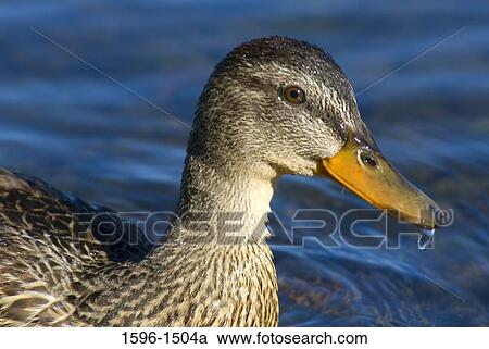 Close-up of a duck View Large Photo Image Stock Image - Close-up of a duck. Fotosearch