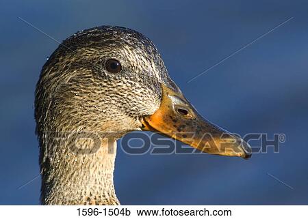 Close-up of a duck View Large Photo Image Stock Image - Close-up of a duck. Fotosearch