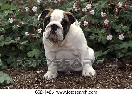 Close-up of a English Bulldog sitting in a park View Large Photo Image Stock Photography - Close-up of a English Bulldog sitting in a park. Fotosearch