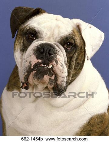 Close-up of a English Bulldog View Large Photo Image Stock Image - Close-up of a English Bulldog. Fotosearch
