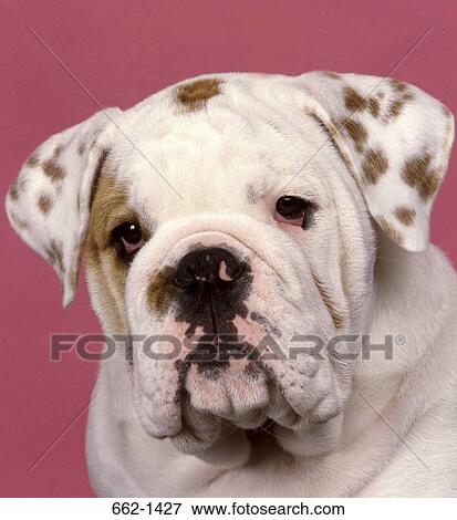 Close-up of a English Bulldog View Large Photo Image Stock Photo - Close-up of a English Bulldog. Fotosearch