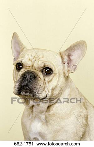 Close-up of a French bulldog View Large Photo Image Stock Image - Close-up of a French bulldog. Fotosearch