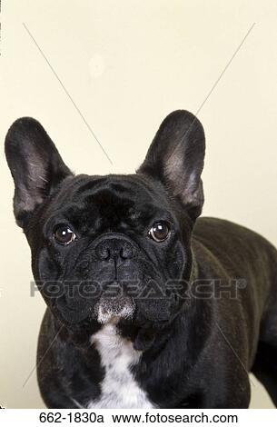 Close-up of a French bulldog View Large Photo Image Stock Image - Close-up of a French bulldog. Fotosearch