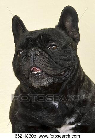 Close-up of a French bulldog View Large Photo Image Stock Image - Close-up of a French bulldog. Fotosearch