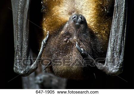 Stock Photography - Close-up of a Fruit bat. Fotosearch
