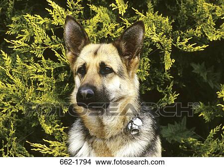 Close-up of a German Shepherd View Large Photo Image Picture - Close-up of a German Shepherd. Fotosearch